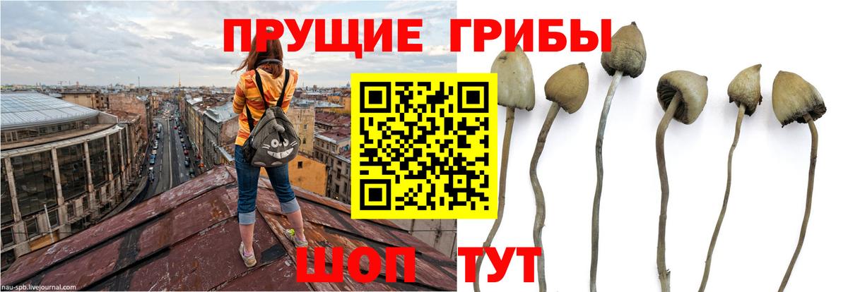 Кропоткин  Псилоцибиновые грибы прущие грибы  Псилоцибиновые грибы GOLDEN TEACHER  Вход с VPN 